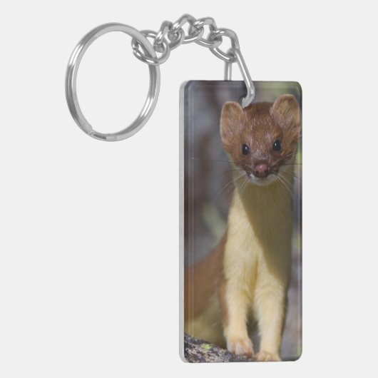 Porte-clés belette Long-coupée la queue (Devant gauche)