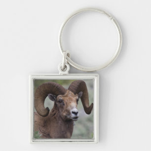 Porte-clés Bélier de mouton bighorn des montagnes Rocheuses