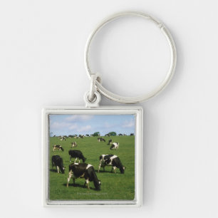 Porte-clés Bétail de frison du Holstein, Irlande