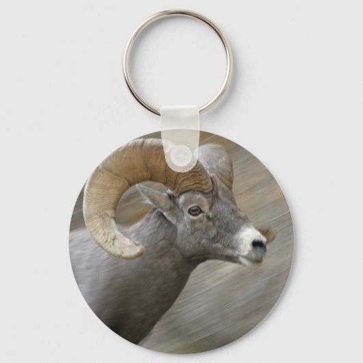 Porte-clés Bighorn du désert (Recto)