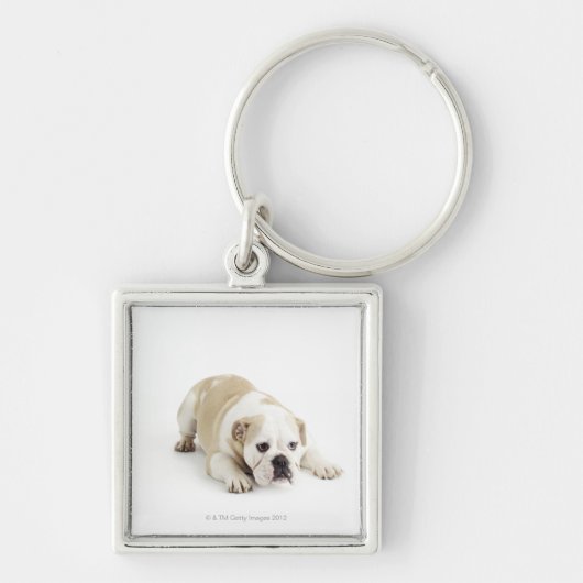 Porte-clés Blanc et bouledogue bronzage (Devant)