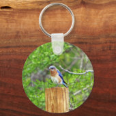 Porte-clés Bluebird sur un poteau de clôture (Recto)