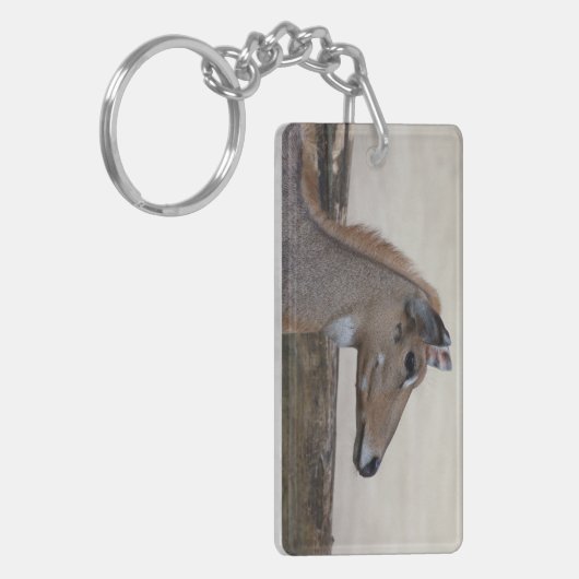 Porte-clés Boselaphus tragocamelus (Devant gauche)