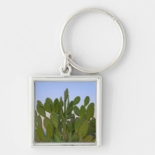 Porte-clés Cactus et sisal en forêt sèche