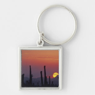 Porte-clés Cactus Saguaro Carnegiea gigantea), Coucher de sol