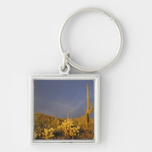 Porte-clés cactus saguaro, gigantesque Carnegiea et teddy (Devant)
