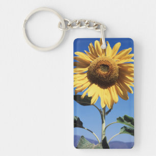 Porte-clés Californie, Un Tournesol Mammouth (Helianthus) 3