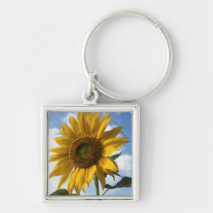 Porte-clés Californie, Un Tournesol Mammouth (Helianthus) 4