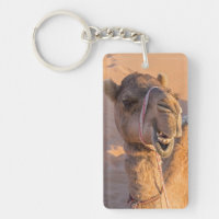 Camel avec une drôle d'expression faciale - Oman