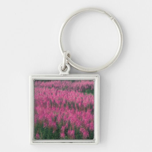 Porte-clés Canada, Québec, Gaspé. Fleurs de Lythrum pourpre, (Devant)