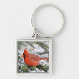 Porte-clés Cardinal du Nord dans un sapin baumier en hiver