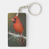 Porte-clés Cardinal rouge, Cardinalis cardinalis, mâle (Dos)