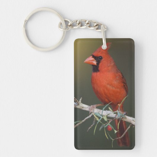 Porte-clés Cardinal rouge, Cardinalis cardinalis, mâle (Devant)