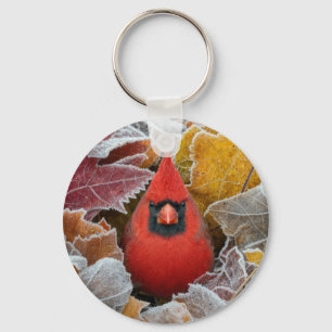 Porte-clés Cardinal rouge dans les feuilles d'automne gelées