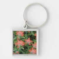 Castilleja des Indiens sauvages dans les Many