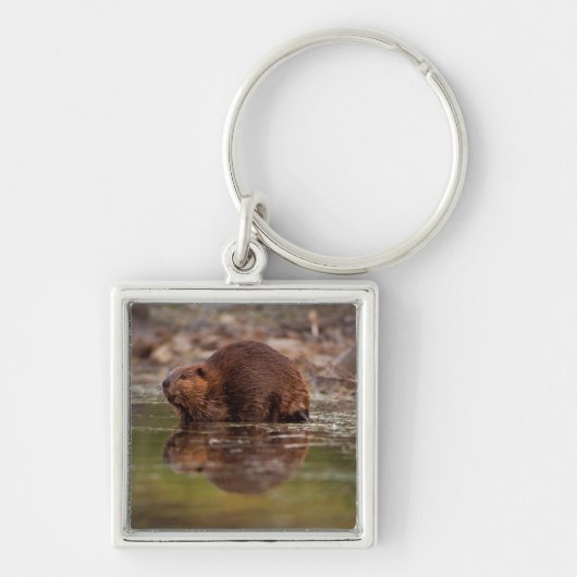 Porte-clés castor, Castor canadensis, va nager (Devant)