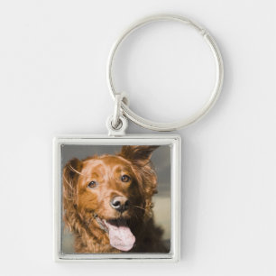 Porte-clés Ce chien est chien d'arrêt d'or de partie