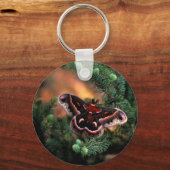 Porte-clés Cecropia moth (Recto)