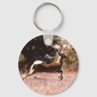 Cerf à queue blanche en marche