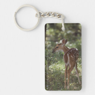 Porte-clés Cerf à queue blanche, Odocoileus virginianus