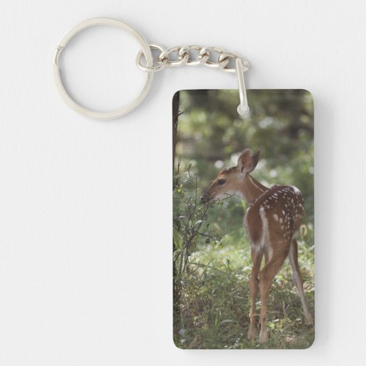 Porte-clés Cerf à queue blanche, Odocoileus virginianus (Devant)