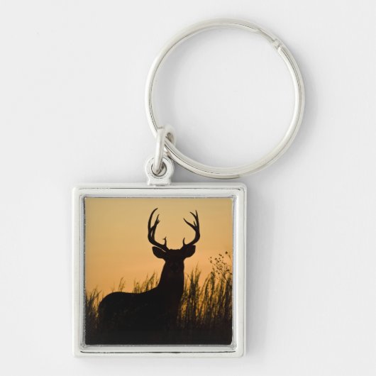 Porte-clés cerf à queue blanche (Odocoileus virginianus) (Devant)
