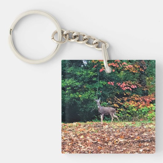 Porte-clés Cerf dans la forêt, Oregon (Devant)