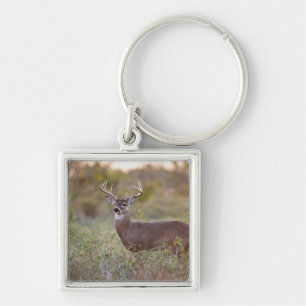 Porte-clés cerf de Virginie (Odocoileus virginianus) mâle 2