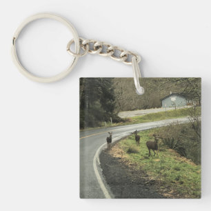 Porte-clés Cerf sur la route, Cap Déception, WA