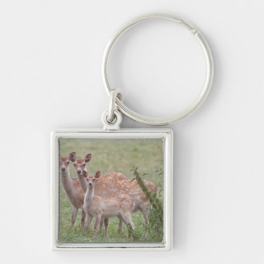 Porte-clés Cerfs communs tachetés avec le faon (Devant)