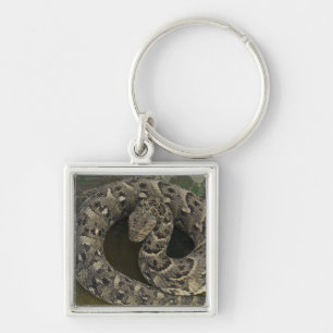 Porte-clés Charmeur de serpents Bitis arietans d'Afrique