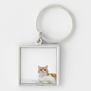 Porte-clés Chat de pli d'écossais