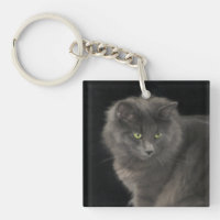 Chat gris Long Cheveux Russe Bleu Kitty Kitten Mig