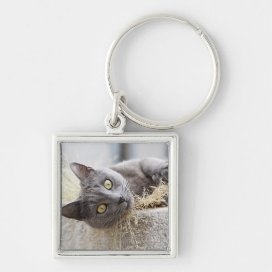 Porte-clés Chat gris se situant dans le pot, Olargues, (Devant)