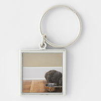 Chat mangeant de la cuvette