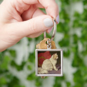 Porte-clés Chat persan blanc (main)