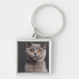 Porte-clés Chaton britannique de Shorthair (3 mois)