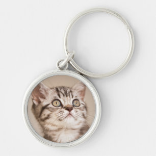 Porte-clés Chaton britannique gris mignon de cheveux courts