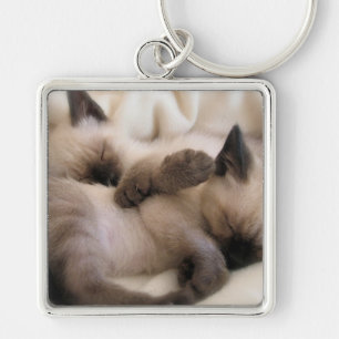 Porte-clés Chaton siamois mignon de chat d'animal familier de