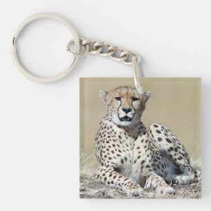 Porte-clés Cheetah au Masai Mara au Kenya photo