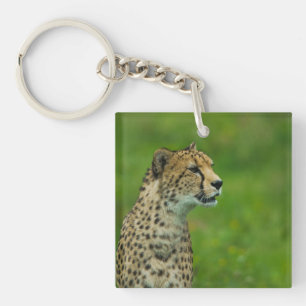 Porte-clés Cheetah Sur Un Point De Vue