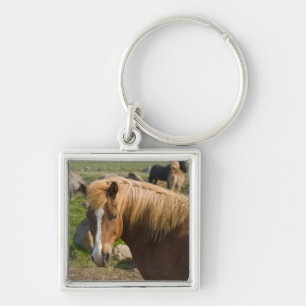 Porte-clés Chevaux islandais dans le nord-est de l'Islande.