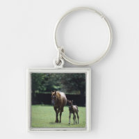 Chevaux - pur sang, jument et poulain,