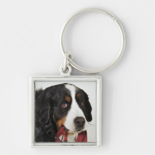 Porte-clés Chien de montagne de Bernese (Berner Sennenhund)