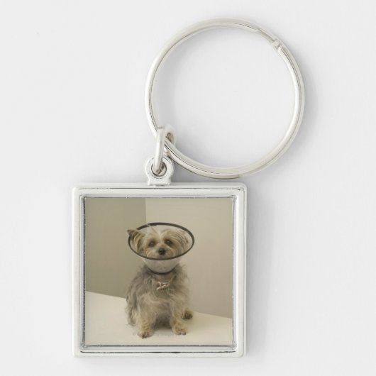 Porte-clés Chien de Terrier utilisant le collier protecteur, (Devant)