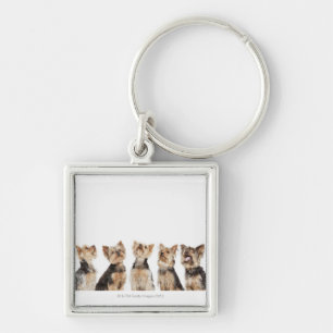 Porte-clés Chiens identiques se reposant ensemble