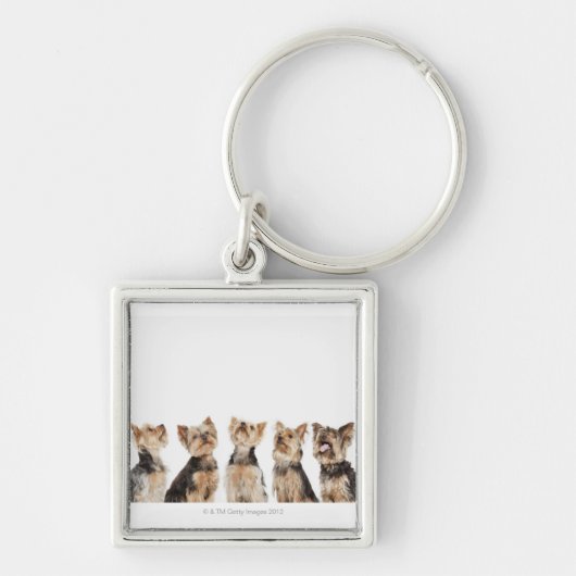 Porte-clés Chiens identiques se reposant ensemble (Devant)