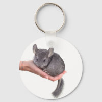 chinchilla