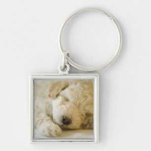 Porte-clés Chiot 2 de caniche de sommeil