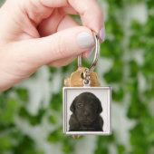 Porte-clés Chiot Brown, portrait, plan rapproché (main)